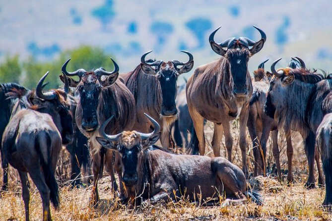 5 Days Safari Tarangire, Serengeti, and Ngorongoro Crater - A long transfer through the Serengeti to Ngorongoro