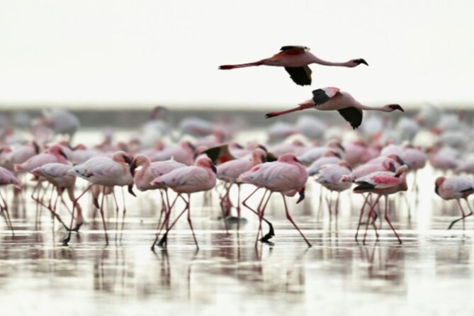 5 Days Safari Tarangire, Serengeti, and Ngorongoro Crater - Ngorongoro Crater is the grand finale
