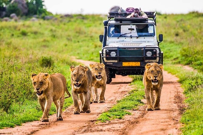5 Days Safari Tarangire, Serengeti, and Ngorongoro Crater - Tarangire brings the first big wildlife moment