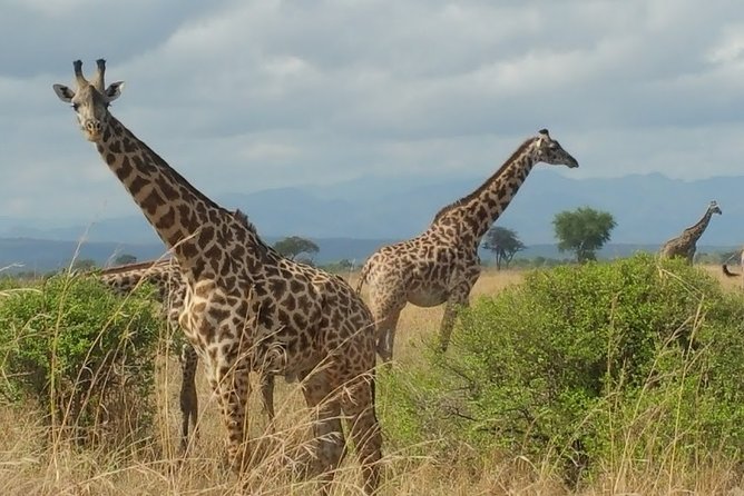 5 Days Safari to Nyerere NP (Selous GR) and Mikumi NP - Day two: a full Nyerere game drive