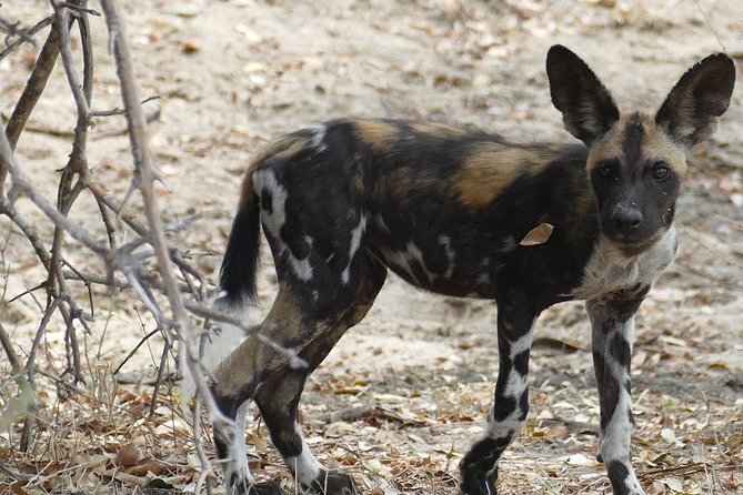5 Days Safari to Nyerere NP (Selous GR) and Mikumi NP - Day four: Mikumi’s wildlife and birdlife