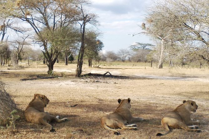 5 Days Safari to Nyerere NP (Selous GR) and Mikumi NP - Day five: sunrise, one last game drive, and the coast