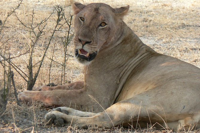 5 Days Safari to Selous & Mikumi - Day 2: Walking at dawn, then a long Selous game drive
