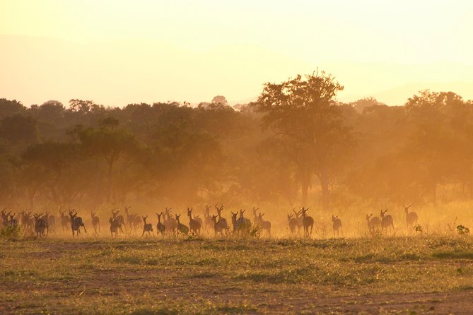 5 Days Safari to Selous & Mikumi - Guides, vehicle space, and the human side of the trip
