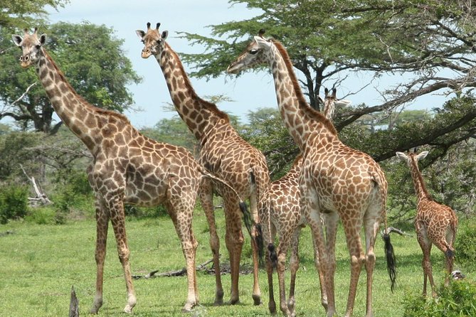 5 Days Safari to Selous & Mikumi - Day 1: The five-hour road to Selous and an afternoon on the water