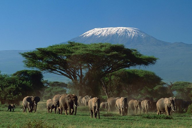 5 days Safari to Tarangire, Ngorongoro, Serengeti and Lake Manyara - Day 3: Sunrise in western Serengeti and Olduvai Gorge