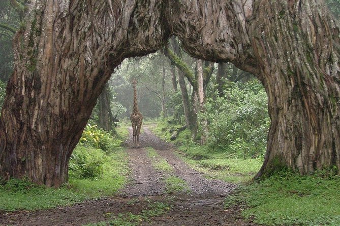 5 days Safari to Tarangire, Ngorongoro, Serengeti and Lake Manyara - Camping, meals, and what the price covers