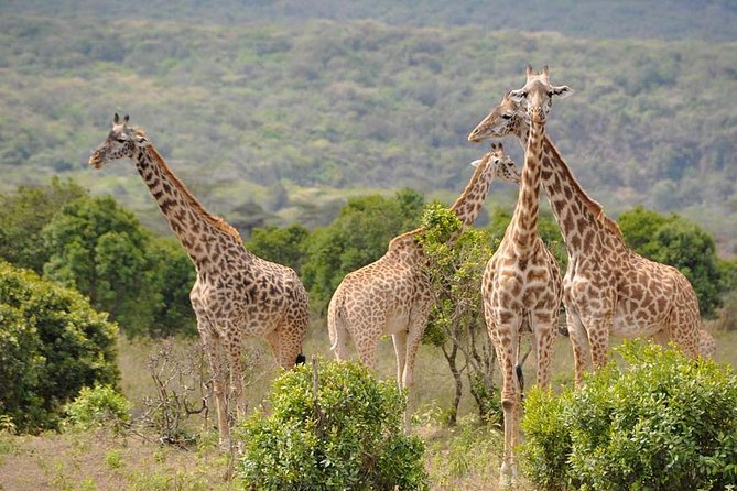 5 days Safari to Tarangire, Ngorongoro, Serengeti and Lake Manyara - Day 1: Elephants and baobab country in Tarangire