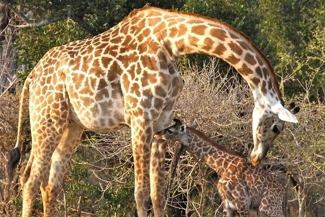 5-Days Selous Game Reserve and Mikumi National Park Tour - Key points at a glance