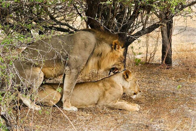 5-Days Selous Game Reserve and Mikumi National Park Tour - The guides and the value of private travel