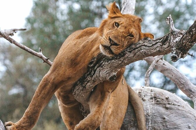 5-Days Selous Game Reserve and Mikumi National Park Tour - What to pack and how to pace yourself