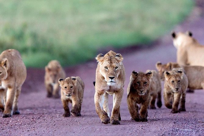 5 Days Serengeti Camping Safari - Day 4: Down into Ngorongoro Crater