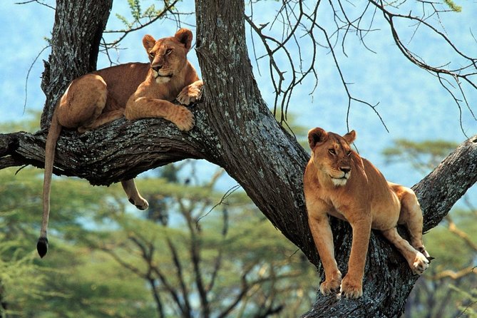 5 Days Serengeti Camping Safari - Day 5: Flamingos, hippos, and Lake Manyara