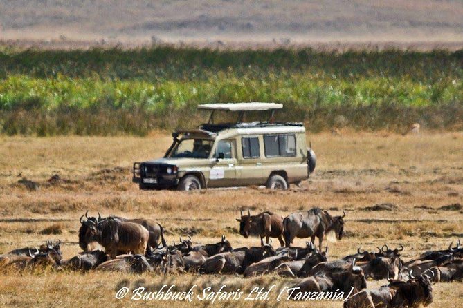 5 Days Serengeti Camping Safari - Camping, food, and the value of $1,100
