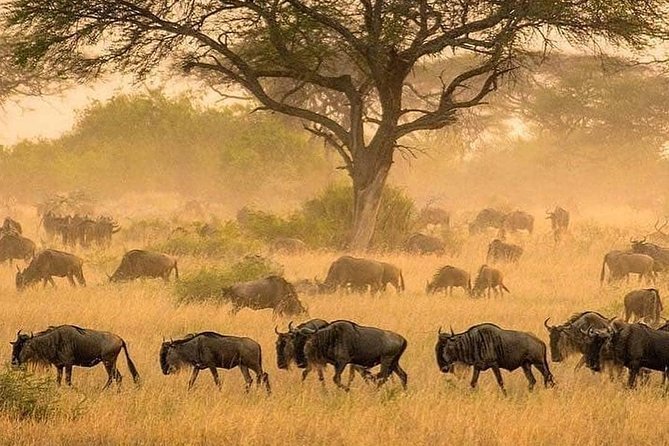5 days serengeti, ngorongoro, tarangire & manyara lodge tour - Why this route works in only five days