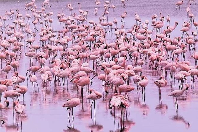 5 days serengeti, ngorongoro, tarangire & manyara lodge tour - Serengeti is the main event for many people