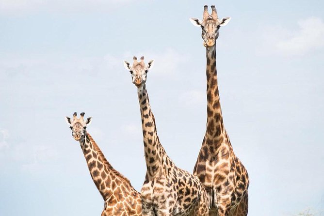 5 days serengeti, ngorongoro, tarangire & manyara lodge tour - Lodges, camping equipment, and nighttime skies