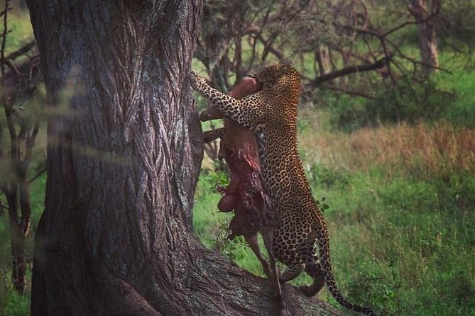 5 days serengeti, ngorongoro, tarangire & manyara lodge tour - What the guide can add to the experience