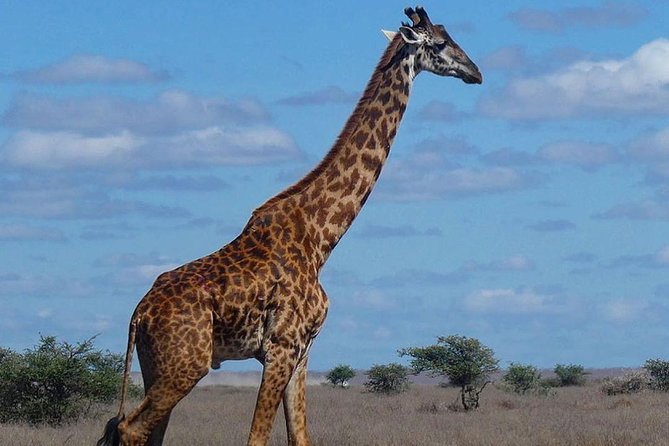 5 days Serengeti safari|Experience the great wildebeest migration - Day five: a final crater game drive and return to Arusha