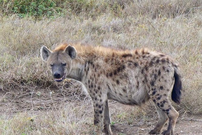 5 days Serengeti safari|Experience the great wildebeest migration - Is $3,000 per person fair value?