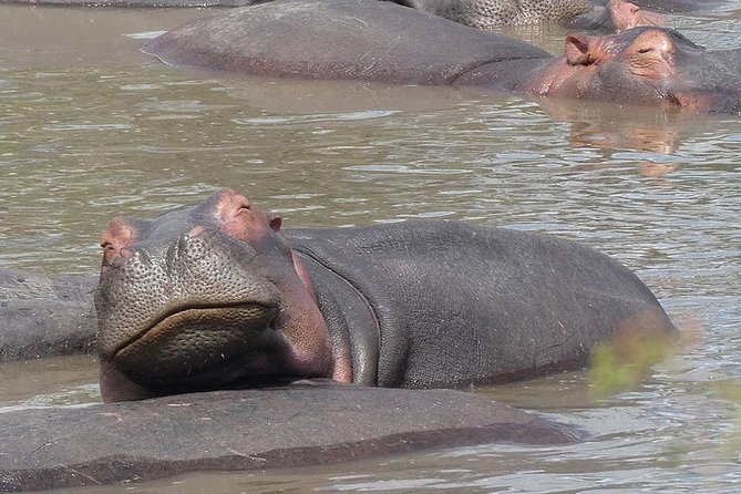 5 days Serengeti safari|Experience the great wildebeest migration - Who will get the most from this safari?