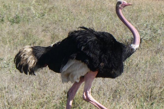 5 days Serengeti safari|Experience the great wildebeest migration - Day one: Arusha to the Serengeti