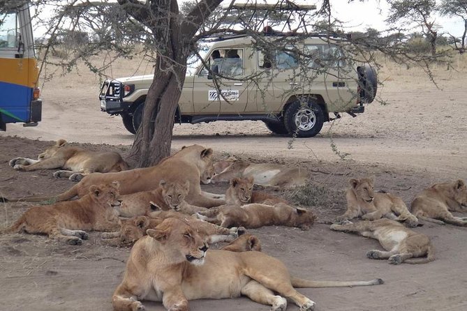 5 Days Special Safari to see migration - Key points at a glance