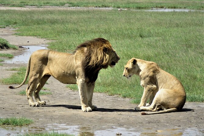 5 Days Special Safari to see migration - Three parks, three very different safari moods