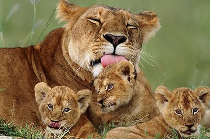 5 Days Special Safari to see migration - Day 4: Leaving the plains for Ngorongoro’s crater rim
