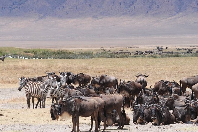5 Days Special Safari to see migration - What the $1,860 price really covers