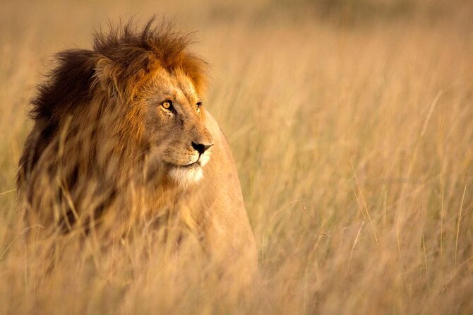 5 Days Special Safari to see migration - The guide makes the private format worthwhile
