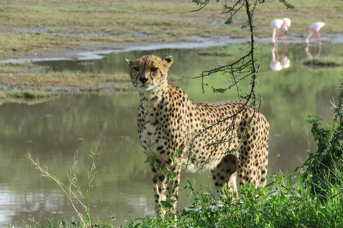 5 Days Special Safari to see migration - Day 1: Tarangire’s river, elephants, and dry-season wildlife