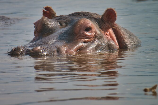 5 Days Tanzania Budget Camping Safari from Arusha - Day 2: Tarangire and the pull of the river