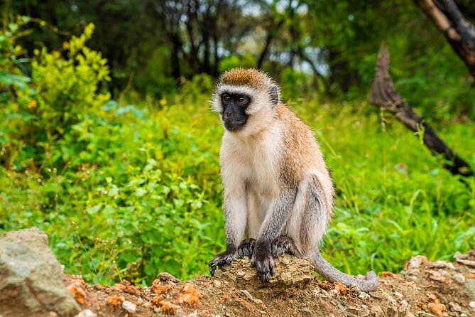 5 Days Tanzania Budget Camping Safari from Arusha - Day 3: Entering the central Serengeti