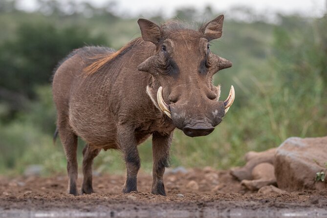5 Days Tanzania Budget Camping Safari from Arusha - Day 4: A second Serengeti day is the right choice