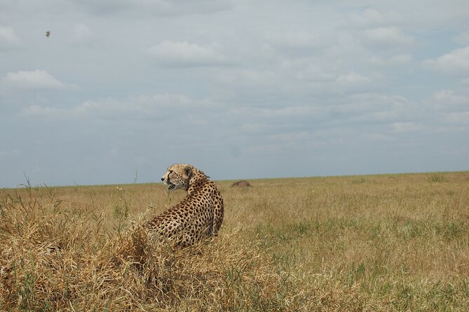 5 days Tanzania Camping Safari - Day Five: Birds and Flamingos at Lake Manyara