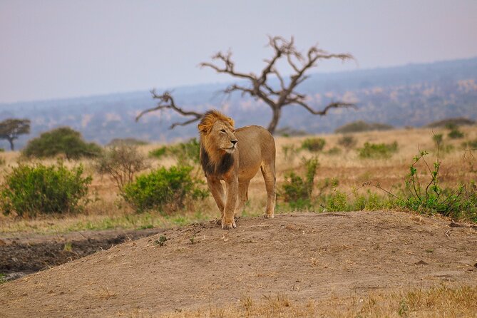 5 Days Tanzania Family Safari - The vehicle, meals, and guide team