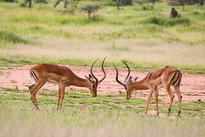 5 Days Tanzania Family Safari - Booking details worth checking before paying