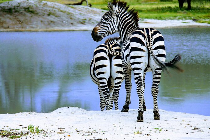 5 Days Tanzania Family Safari - Day 3: a full Serengeti game-drive day