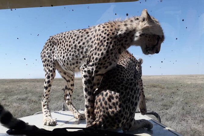 5 Days Tanzania Group Joining Safari, Tarangire/Serengeti/Ngorongoro Crater - Day 2: Crossing into the Serengeti