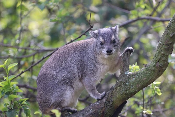 5 Days Tanzania Joining Safari with Pick Up Included Shared Tour - Three parks, three very different safari moods