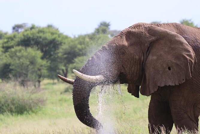 5 Days Tanzania Joining Safari with Pick Up Included Shared Tour - Day 1: Baobabs and elephants in Tarangire