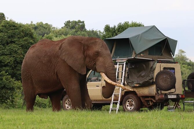 5 Days Tanzania Joining Safari with Pick Up Included Shared Tour - Day 3: A full day around Seronera