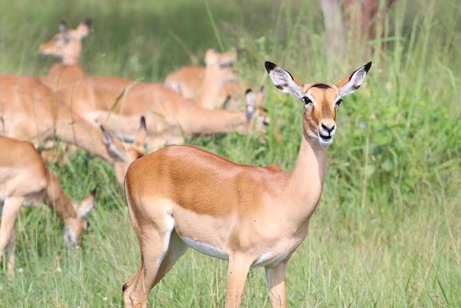 5 Days Tanzania Joining Safari with Pick Up Included Shared Tour - Day 4: Leaving the plains for Ngorongoro