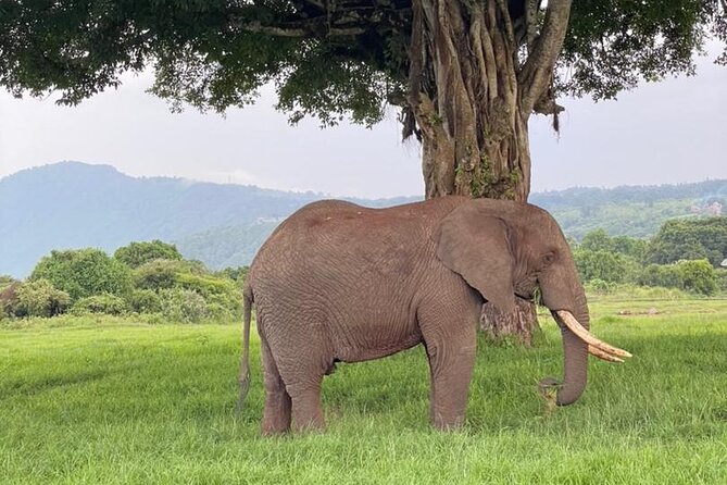 5 Days Tanzania Joining Safari with Pick Up Included Shared Tour - Day 5: An early descent into Ngorongoro Crater
