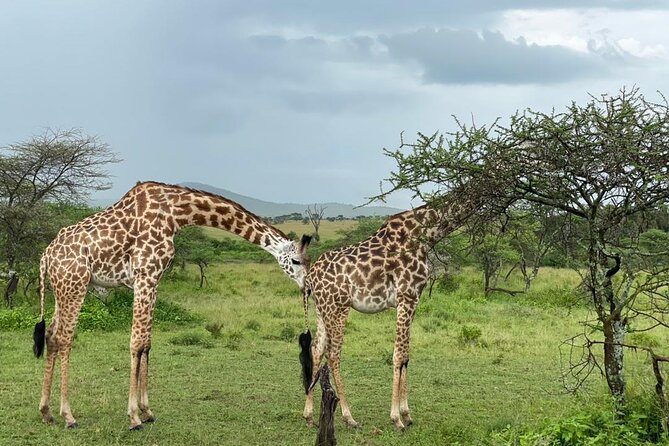 5 Days Tanzania Joining Safari with Pick Up Included Shared Tour - What the $1,500 price really covers