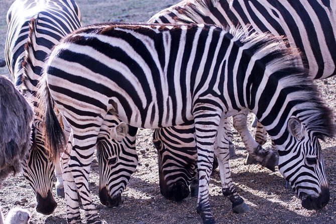 5 days Tanzania midrange lodge Private safari - Day 4: From the Serengeti to the Ngorongoro rim