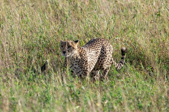 5 Days Tanzania Private Safari Tour - Day 5: Tarangire and the local life of Mto wa Mbu