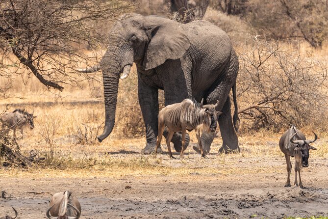 5 Days Tanzania Private Safari Tour - What the $2,900 price buys you