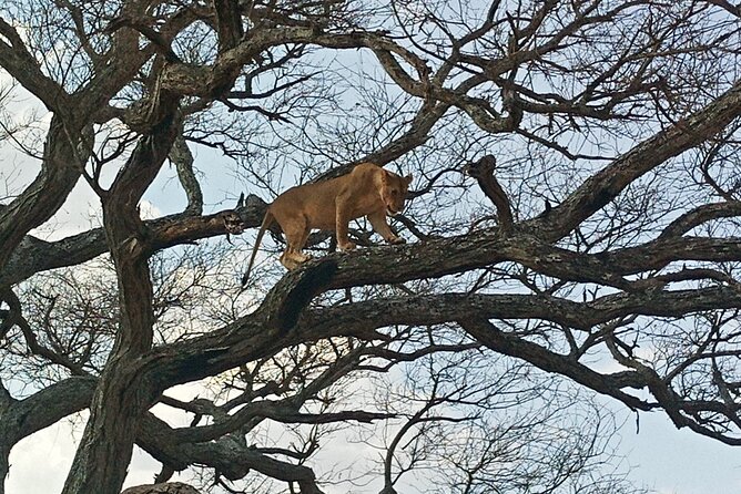 5 Days Tanzania Private Safari Tour - Day 1: Lake Manyara and the Rift Valley escarpment